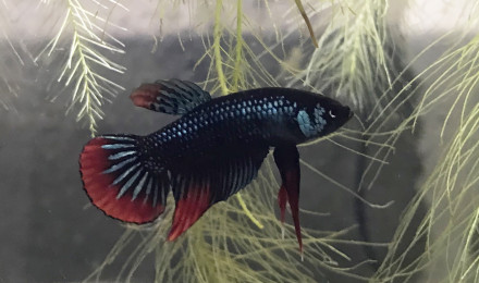 aquarium Bac à Betta imbellis