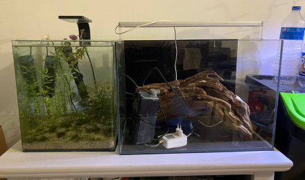 aquarium biotop