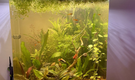 aquarium 1er aqua 60l