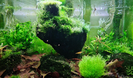 aquarium Phloston Paradise le Stalag de Riccia Fluitans