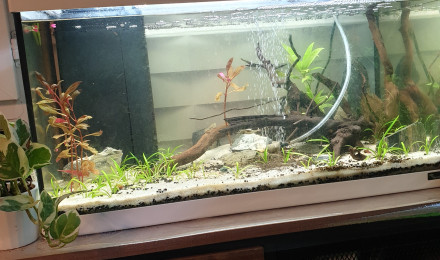 aquarium 60l bac à crevettes- elevage