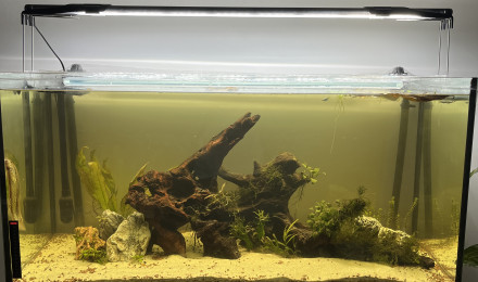 aquarium 200L Mangrove