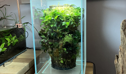aquarium Deco