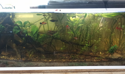 aquarium 140 litre
