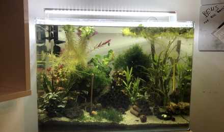 aquarium Blue dream oe