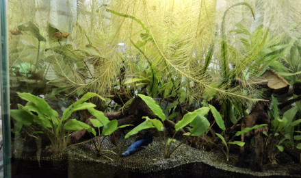 aquarium Bettaalfmoonfemelle