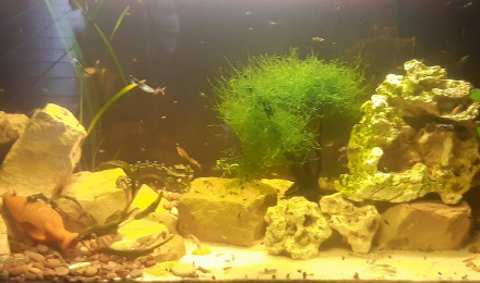 aquarium 450 litres