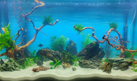 aquarium kpom