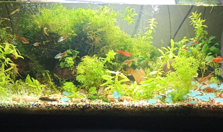 aquarium AandA
