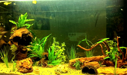 aquarium Apocalyptique