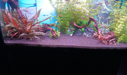 aquarium JUWEL