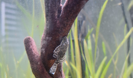 aquarium Aquarium