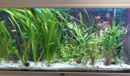 aquarium Bac principal