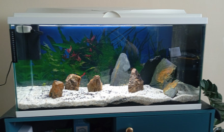 aquarium 2eme aquarium en attente