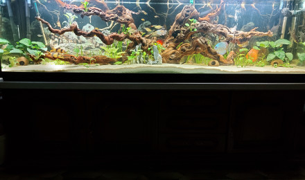 aquarium Discus et autres