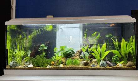 aquarium Aquarium planté 1