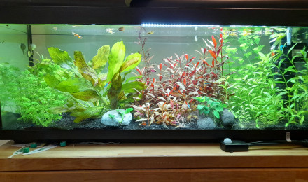 aquarium AquaEauDouce
