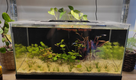 aquarium Hollandais de noob