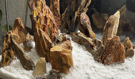 aquarium Déco