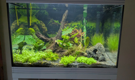 aquarium Amazonien