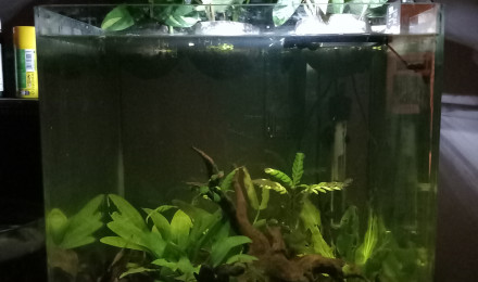 aquarium Mon aquarium