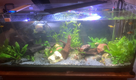 aquarium 240L