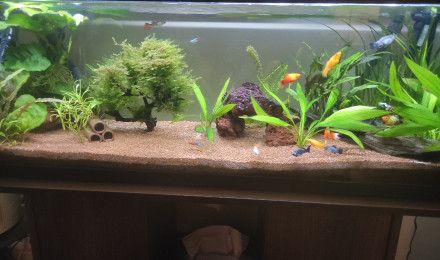 aquarium Aqua de Jao