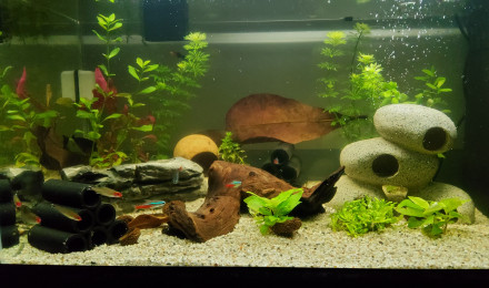 aquarium 60 litres