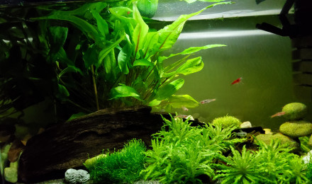 aquarium 20 litres