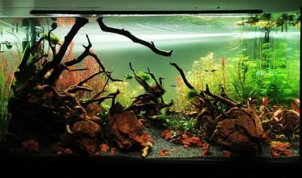 aquarium Planté