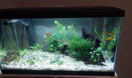 aquarium Reamenagement ciano 60l
