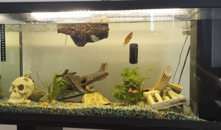 aquarium First one