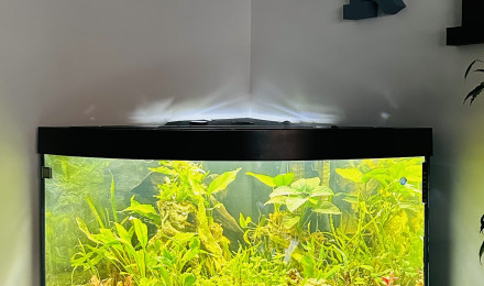 aquarium Type Amazonien