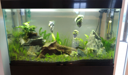 aquarium Treg
