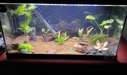 aquarium 01 Crevette 53 Litres