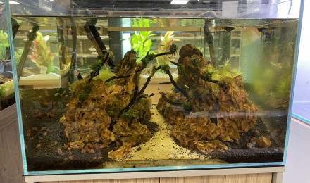 aquarium 13 aout 2024