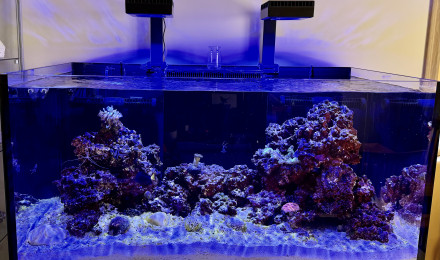 aquarium Récifal