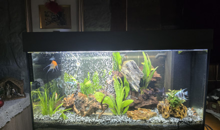 aquarium Scalaire.botia lohachata.Loche clown