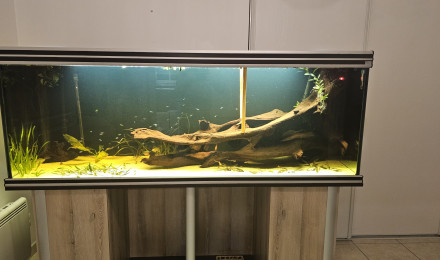 aquarium 840l discus