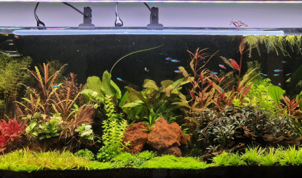 aquarium Amazonien 240