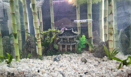 aquarium Temple de la zénitude