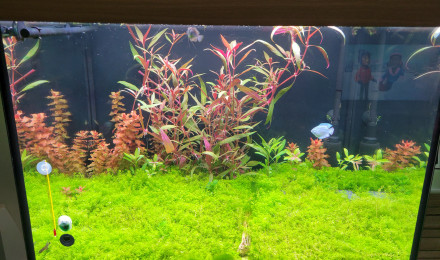 aquarium Juweljo