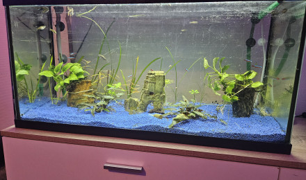 aquarium Aquari