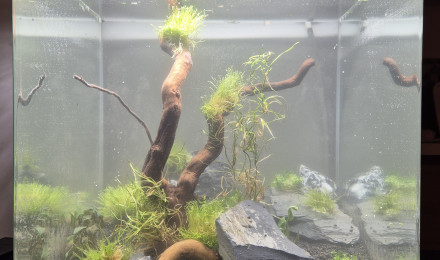 aquarium Le Cube
