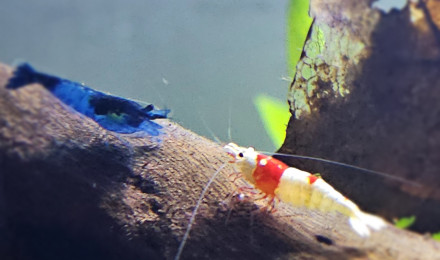 aquarium Crécré Land