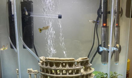 aquarium Aquarium Ro