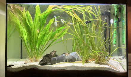 aquarium Askoll pure LED 130L