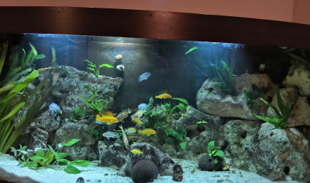 aquarium Mamawi