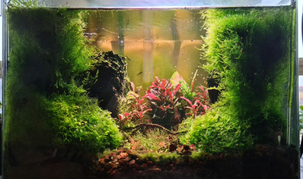 aquarium Lithion