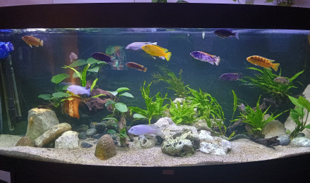 aquarium Mbunas